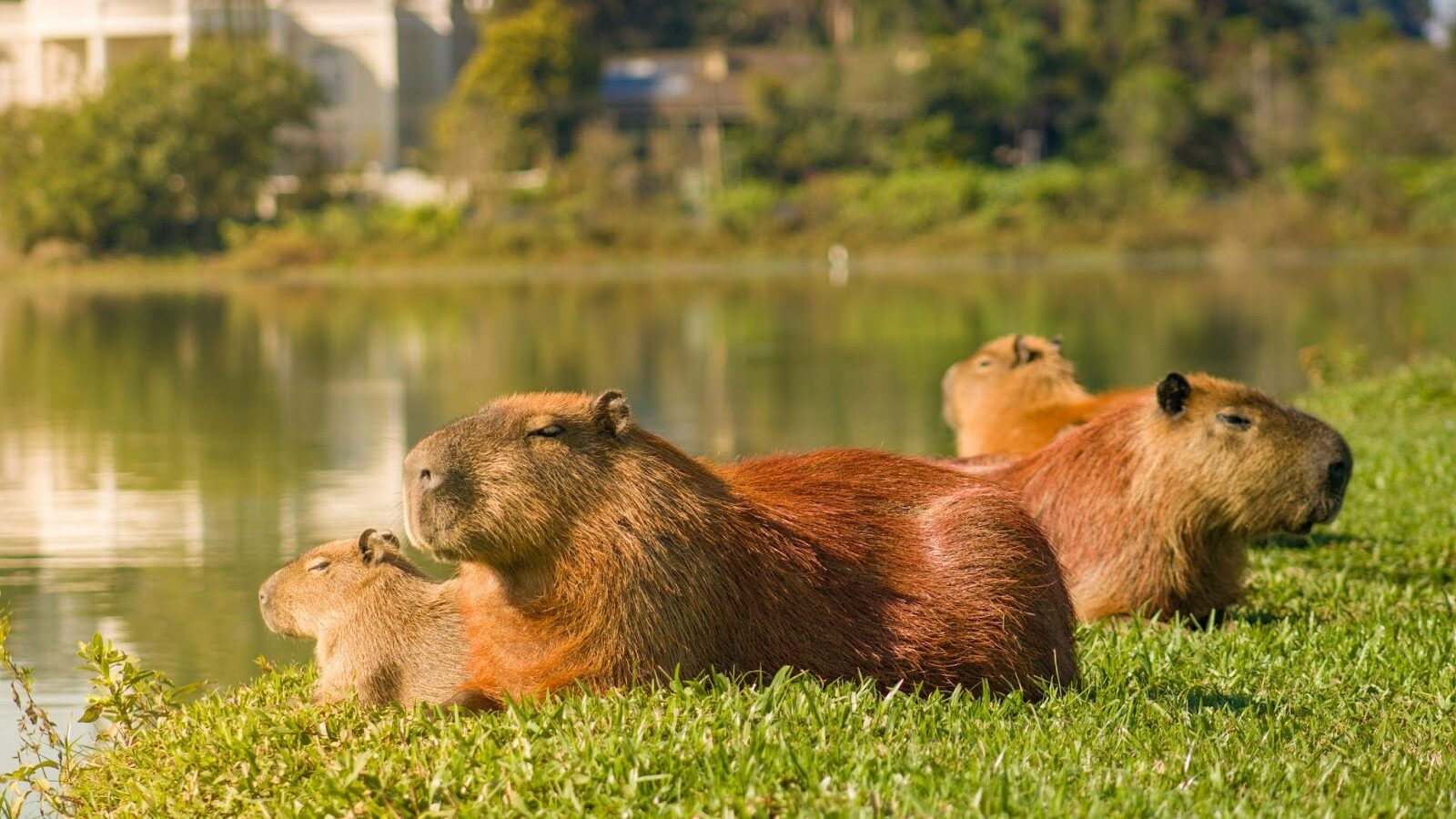 Capibara en su hábitat natural, destacando su vida semiacuática y su importancia ecológica. Foto: Tambako The Jaguar / Flickr