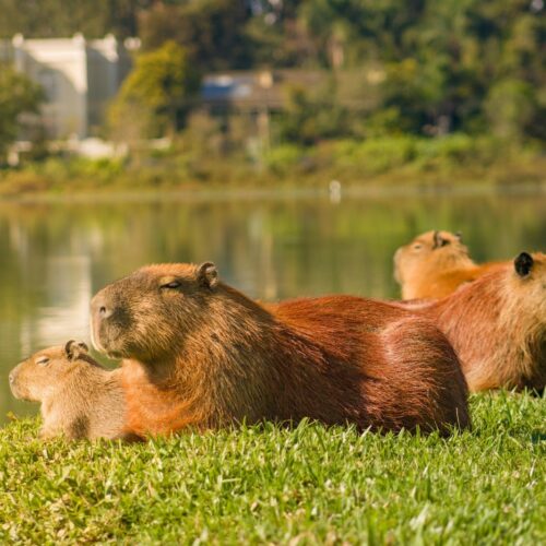 Capibara en su hábitat natural, destacando su vida semiacuática y su importancia ecológica. Foto: Tambako The Jaguar / Flickr