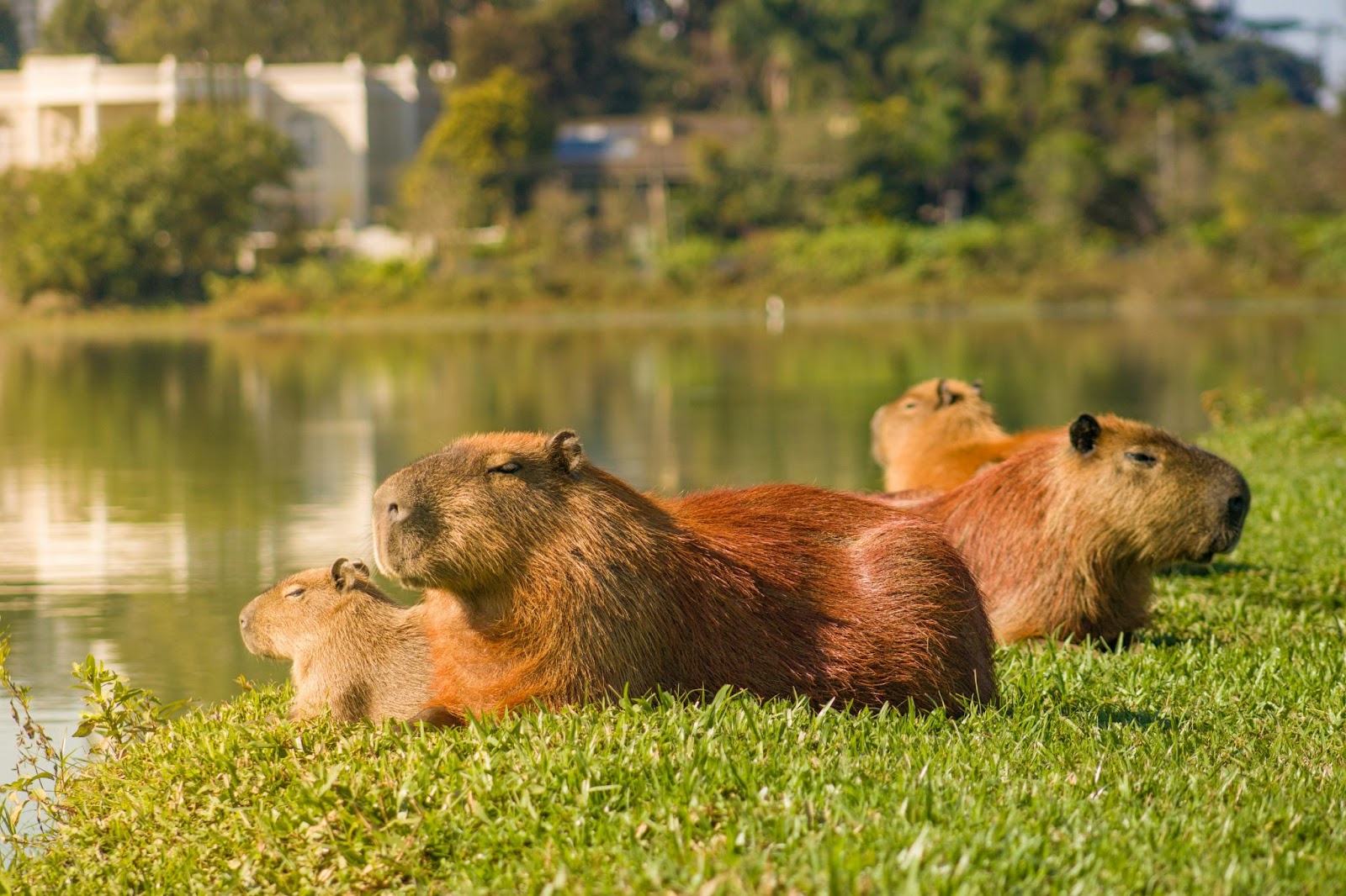 Capibara en su hábitat natural, destacando su vida semiacuática y su importancia ecológica. Foto: Tambako The Jaguar / Flickr