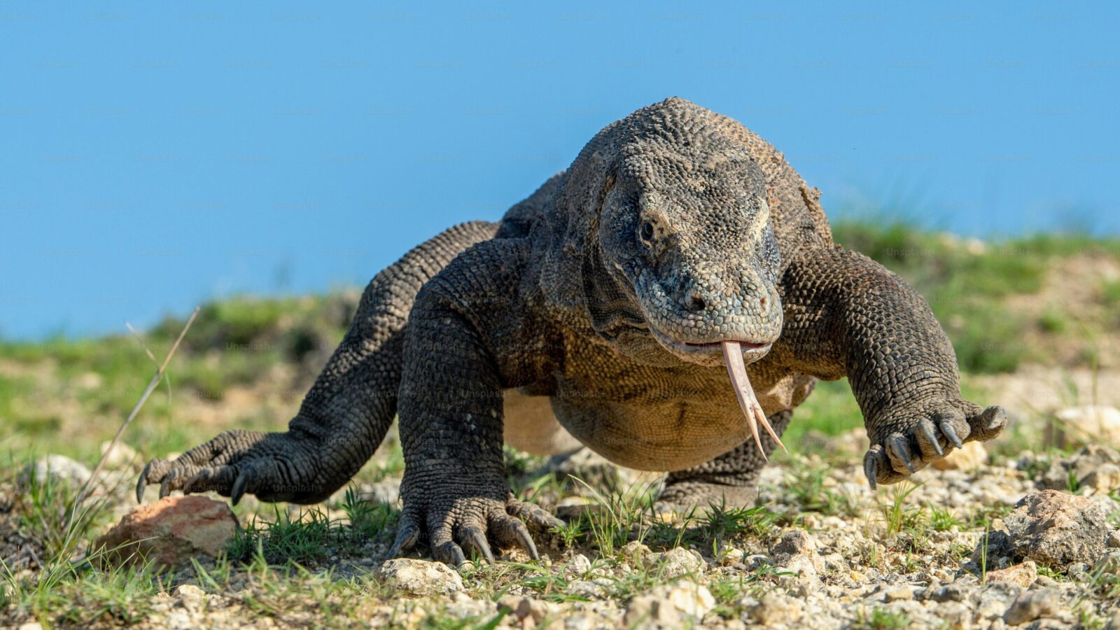 Palabra clave principal: Día Mundial del Lagarto Título (60 caracteres): Día Mundial del Lagarto: Curiosidades y amenazas que enfrentan Sumario (140 caracteres): Celebramos el Día Mundial del Lagarto con datos fascinantes sobre estos reptiles y los peligros que amenazan su supervivencia. Artículo: Cada 14 de agosto se conmemora el Día Mundial del Lagarto, una fecha para celebrar la diversidad y la importancia ecológica de estos reptiles. Con más de 5,000 especies, los lagartos son uno de los grupos más variados del reino animal, destacando por sus habilidades únicas y adaptaciones sorprendentes. Una de las características más fascinantes de los lagartos es su capacidad de autotomía, un mecanismo de defensa que les permite desprenderse de su cola para escapar de depredadores. Aunque la cola se regenera, esta nueva estructura está compuesta de cartílago en lugar de hueso. Además, su tamaño varía desde pequeños geckos hasta el imponente dragón de Komodo, que puede medir más de 3 metros de largo. Peligros que amenazan a los lagartos A pesar de su resiliencia, estos reptiles enfrentan graves amenazas: Pérdida de hábitat por deforestación, minería y urbanización. Cambio climático, que altera sus ecosistemas. Comercio ilegal como mascotas exóticas. Estos factores han llevado a muchas especies al borde de la extinción, afectando su rol clave en los ecosistemas, donde ayudan a controlar plagas de insectos y sirven como alimento para otros animales. El Día Mundial del Lagarto busca crear conciencia sobre la necesidad de proteger y conservar estas especies, promoviendo acciones para preservar su hábitat y educar sobre su importancia ecológica. Pie de foto: El Día Mundial del Lagarto resalta la diversidad y los desafíos de conservación que enfrentan estos reptiles. Foto: Archivo. Palabras clave: Día Mundial del Lagarto, reptiles, conservación, autotomía, dragón de Komodo