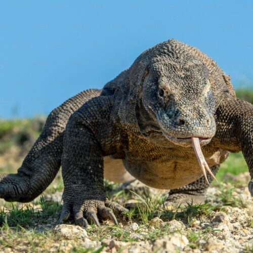 Palabra clave principal: Día Mundial del Lagarto Título (60 caracteres): Día Mundial del Lagarto: Curiosidades y amenazas que enfrentan Sumario (140 caracteres): Celebramos el Día Mundial del Lagarto con datos fascinantes sobre estos reptiles y los peligros que amenazan su supervivencia. Artículo: Cada 14 de agosto se conmemora el Día Mundial del Lagarto, una fecha para celebrar la diversidad y la importancia ecológica de estos reptiles. Con más de 5,000 especies, los lagartos son uno de los grupos más variados del reino animal, destacando por sus habilidades únicas y adaptaciones sorprendentes. Una de las características más fascinantes de los lagartos es su capacidad de autotomía, un mecanismo de defensa que les permite desprenderse de su cola para escapar de depredadores. Aunque la cola se regenera, esta nueva estructura está compuesta de cartílago en lugar de hueso. Además, su tamaño varía desde pequeños geckos hasta el imponente dragón de Komodo, que puede medir más de 3 metros de largo. Peligros que amenazan a los lagartos A pesar de su resiliencia, estos reptiles enfrentan graves amenazas: Pérdida de hábitat por deforestación, minería y urbanización. Cambio climático, que altera sus ecosistemas. Comercio ilegal como mascotas exóticas. Estos factores han llevado a muchas especies al borde de la extinción, afectando su rol clave en los ecosistemas, donde ayudan a controlar plagas de insectos y sirven como alimento para otros animales. El Día Mundial del Lagarto busca crear conciencia sobre la necesidad de proteger y conservar estas especies, promoviendo acciones para preservar su hábitat y educar sobre su importancia ecológica. Pie de foto: El Día Mundial del Lagarto resalta la diversidad y los desafíos de conservación que enfrentan estos reptiles. Foto: Archivo. Palabras clave: Día Mundial del Lagarto, reptiles, conservación, autotomía, dragón de Komodo