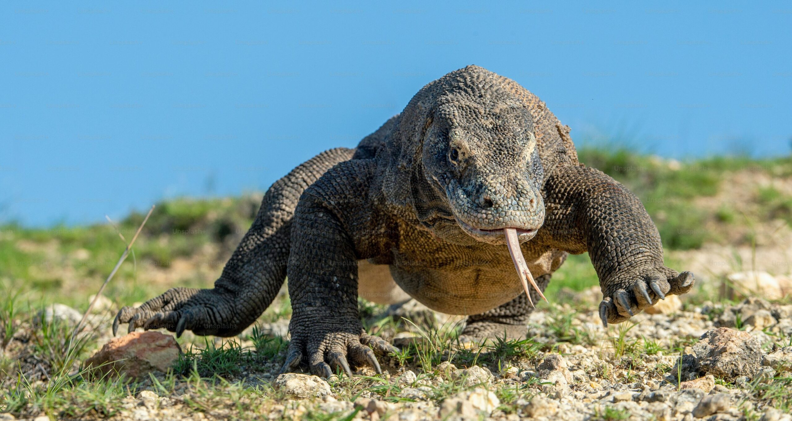 Palabra clave principal: Día Mundial del Lagarto Título (60 caracteres): Día Mundial del Lagarto: Curiosidades y amenazas que enfrentan Sumario (140 caracteres): Celebramos el Día Mundial del Lagarto con datos fascinantes sobre estos reptiles y los peligros que amenazan su supervivencia. Artículo: Cada 14 de agosto se conmemora el Día Mundial del Lagarto, una fecha para celebrar la diversidad y la importancia ecológica de estos reptiles. Con más de 5,000 especies, los lagartos son uno de los grupos más variados del reino animal, destacando por sus habilidades únicas y adaptaciones sorprendentes. Una de las características más fascinantes de los lagartos es su capacidad de autotomía, un mecanismo de defensa que les permite desprenderse de su cola para escapar de depredadores. Aunque la cola se regenera, esta nueva estructura está compuesta de cartílago en lugar de hueso. Además, su tamaño varía desde pequeños geckos hasta el imponente dragón de Komodo, que puede medir más de 3 metros de largo. Peligros que amenazan a los lagartos A pesar de su resiliencia, estos reptiles enfrentan graves amenazas: Pérdida de hábitat por deforestación, minería y urbanización. Cambio climático, que altera sus ecosistemas. Comercio ilegal como mascotas exóticas. Estos factores han llevado a muchas especies al borde de la extinción, afectando su rol clave en los ecosistemas, donde ayudan a controlar plagas de insectos y sirven como alimento para otros animales. El Día Mundial del Lagarto busca crear conciencia sobre la necesidad de proteger y conservar estas especies, promoviendo acciones para preservar su hábitat y educar sobre su importancia ecológica. Pie de foto: El Día Mundial del Lagarto resalta la diversidad y los desafíos de conservación que enfrentan estos reptiles. Foto: Archivo. Palabras clave: Día Mundial del Lagarto, reptiles, conservación, autotomía, dragón de Komodo
