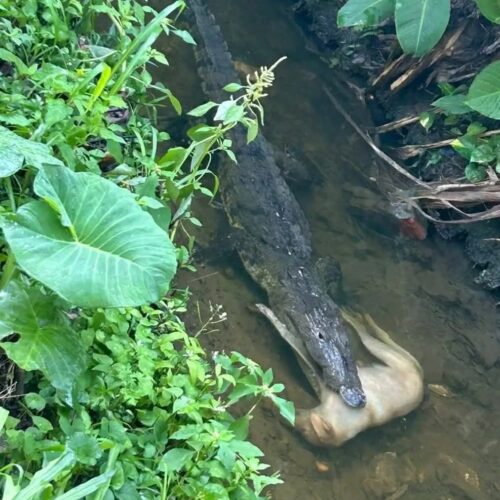 Imagen ilustrativa de un cocodrilo en manglares de Ahuachapán. El reptil acecha en canales de Garita Palmera, donde atacó a un perro. Residentes piden acciones urgentes.