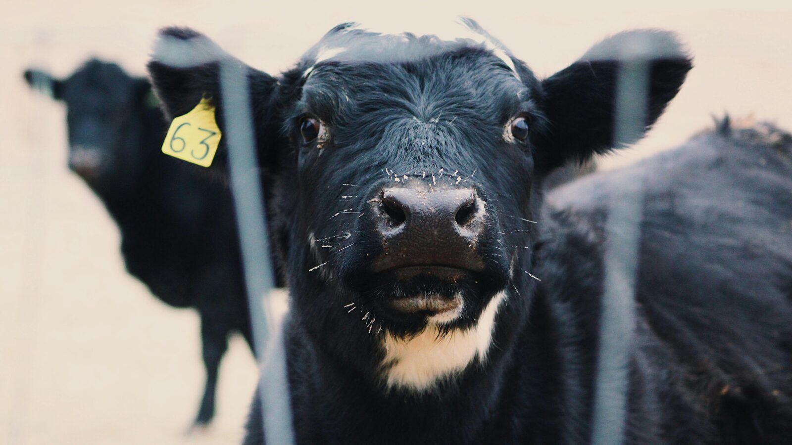 Investigadores japoneses pintaron vacas con rayas para disminuir las picaduras de moscas, ganando un Ig Nobel. Foto: Pexels.com / Noelle Otto.