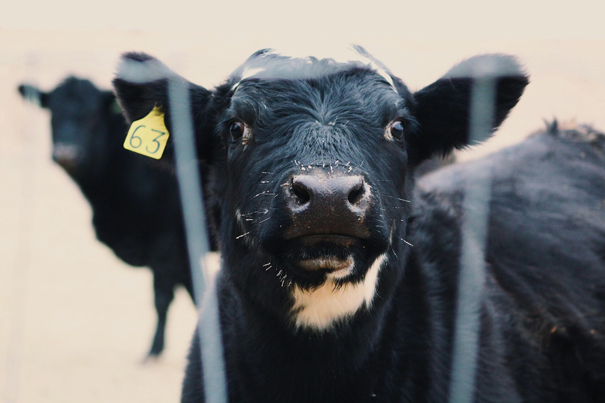 Investigadores japoneses pintaron vacas con rayas para disminuir las picaduras de moscas, ganando un Ig Nobel. Foto: Pexels.com / Noelle Otto.