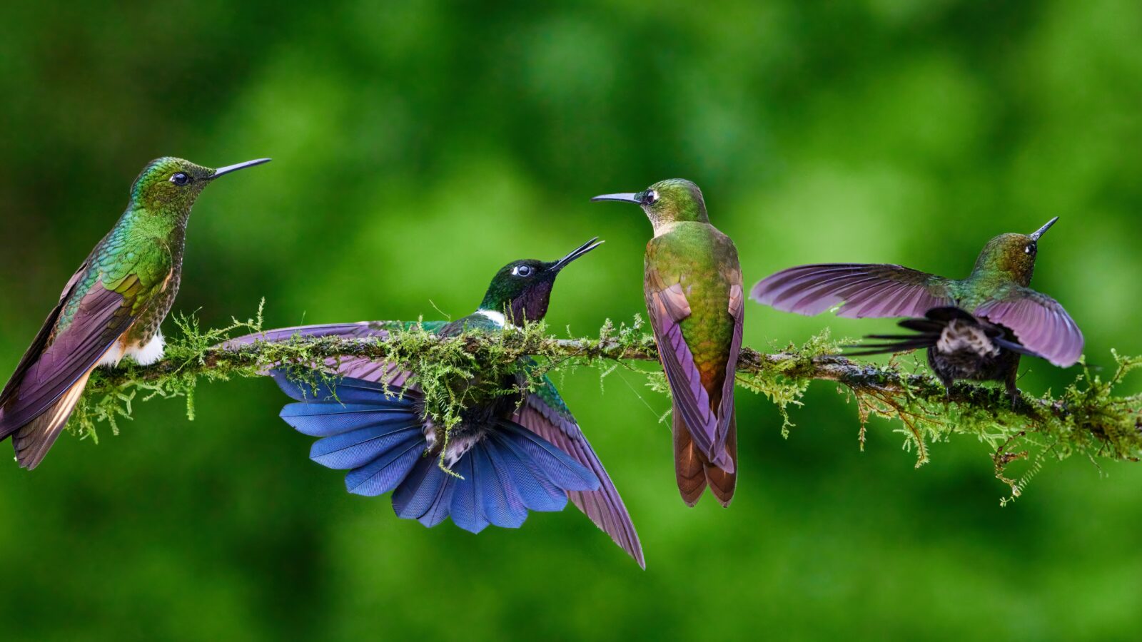Los colibríes son aves fascinantes con habilidades únicas, como volar en reversa, alcanzar velocidades de más de 100 km/h y tener una memoria excepcional. Foto: Zdeněk Macháček