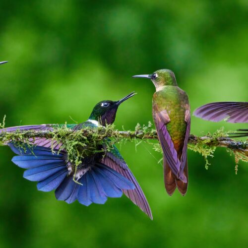 Los colibríes son aves fascinantes con habilidades únicas, como volar en reversa, alcanzar velocidades de más de 100 km/h y tener una memoria excepcional. Foto: Zdeněk Macháček