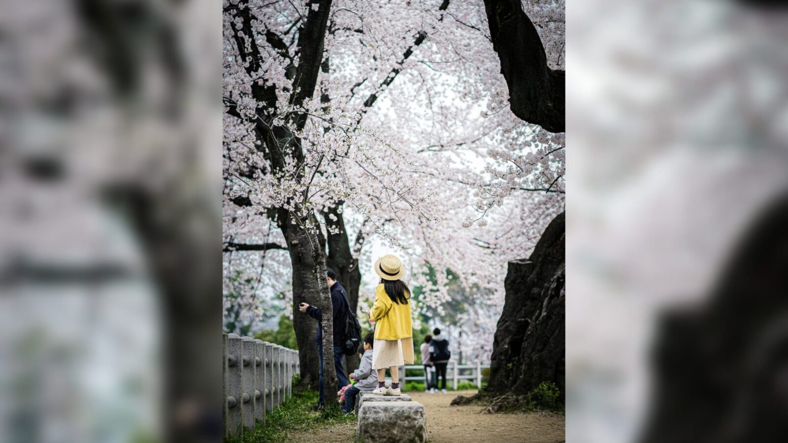 El ikigai, la filosofía japonesa que combina pasión, misión, vocación y profesión, es la clave para una vida larga, feliz y con propósito. Foto: (Untung Wahono)