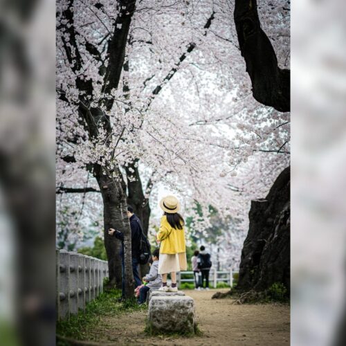El ikigai, la filosofía japonesa que combina pasión, misión, vocación y profesión, es la clave para una vida larga, feliz y con propósito. Foto: (Untung Wahono)