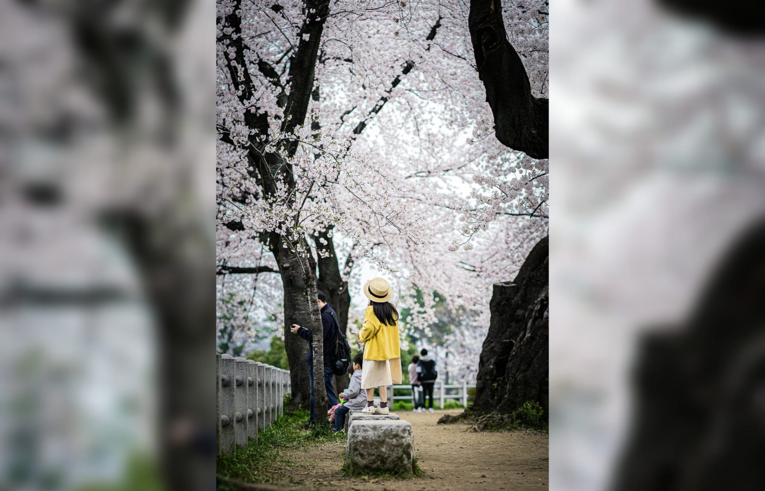 El ikigai, la filosofía japonesa que combina pasión, misión, vocación y profesión, es la clave para una vida larga, feliz y con propósito. Foto: (Untung Wahono)