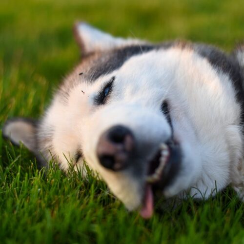 Hasta el 16 de octubre, la perrita permanece desaparecida. Foto ilustrativa. Julissa Helmuth
