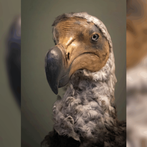 Imagen de un dodo, ave extinta hace 300 años que una empresa intenta resucitar mediante técnicas de edición genética. Foto: Foto: Bernd 📷 Dittrich