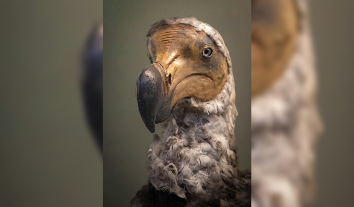 Imagen de un dodo, ave extinta hace 300 años que una empresa intenta resucitar mediante técnicas de edición genética. Foto: Foto: Bernd 📷 Dittrich