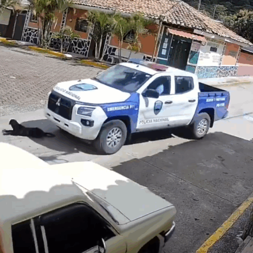 Momento en que una patrulla policial atropella a un perro en una calle de San Buenaventura. Foto: Cortesía.