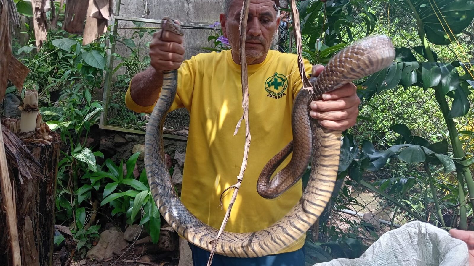Una serpiente zumbadora de 2.5 metros fue capturada en Jucuapa tras ingresar a una vivienda. Aunque no es venenosa, su tamaño generó alarma entre los residentes.