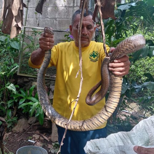 Una serpiente zumbadora de 2.5 metros fue capturada en Jucuapa tras ingresar a una vivienda. Aunque no es venenosa, su tamaño generó alarma entre los residentes.