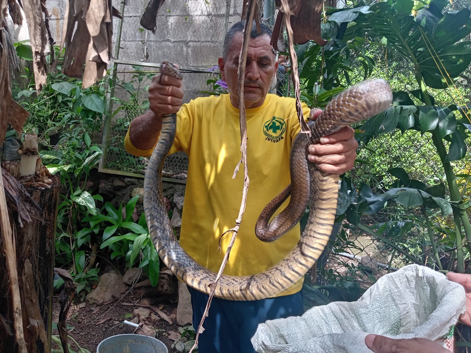Una serpiente zumbadora de 2.5 metros fue capturada en Jucuapa tras ingresar a una vivienda. Aunque no es venenosa, su tamaño generó alarma entre los residentes.