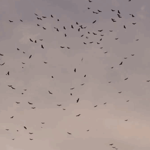Bandada de azacuanes surcando el cielo de El Salvador, señal tradicional del inicio de la época seca. Foto: Cortesía.