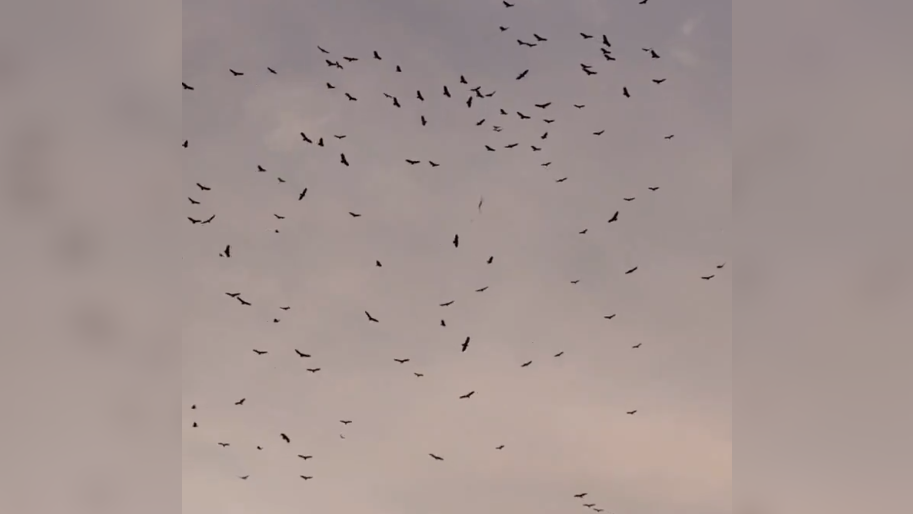 Bandada de azacuanes surcando el cielo de El Salvador, señal tradicional del inicio de la época seca. Foto: Cortesía.
