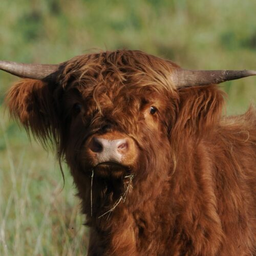 Vacas Ayrshire en la Granja Viikki, Helsinki, donde se investiga producción lechera sostenible con tecnología GreenFeed y comederos automáticos. Foto: Thomas Nolte.