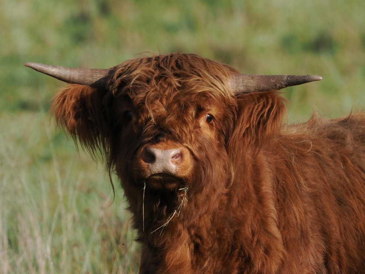 Vacas Ayrshire en la Granja Viikki, Helsinki, donde se investiga producción lechera sostenible con tecnología GreenFeed y comederos automáticos. Foto: Thomas Nolte.