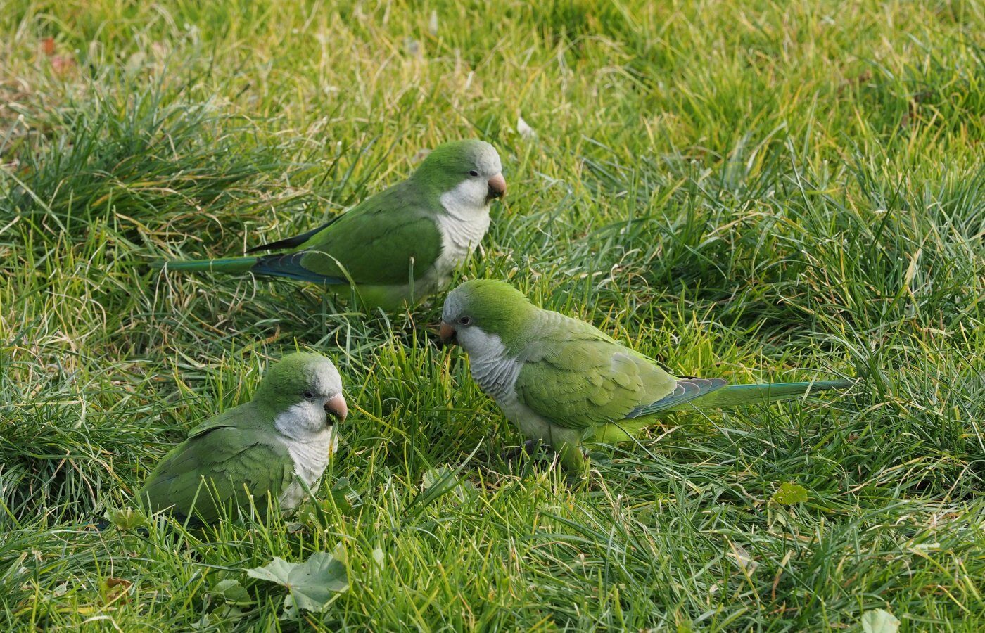 Un estudio de la Universidad de Cincinnati revela que las cotorras monje construyen sus amistades con un método cauteloso y gradual, similar al de los humanos. La estrategia, llamada "probar las aguas", minimiza riesgos y fortalece vínculos sociales. Foto: Pexels / Vito Giaccari.
