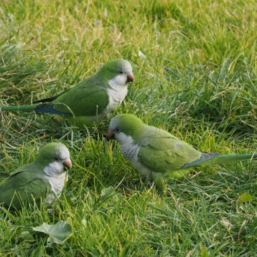 Un estudio de la Universidad de Cincinnati revela que las cotorras monje construyen sus amistades con un método cauteloso y gradual, similar al de los humanos. La estrategia, llamada "probar las aguas", minimiza riesgos y fortalece vínculos sociales. Foto: Pexels / Vito Giaccari.