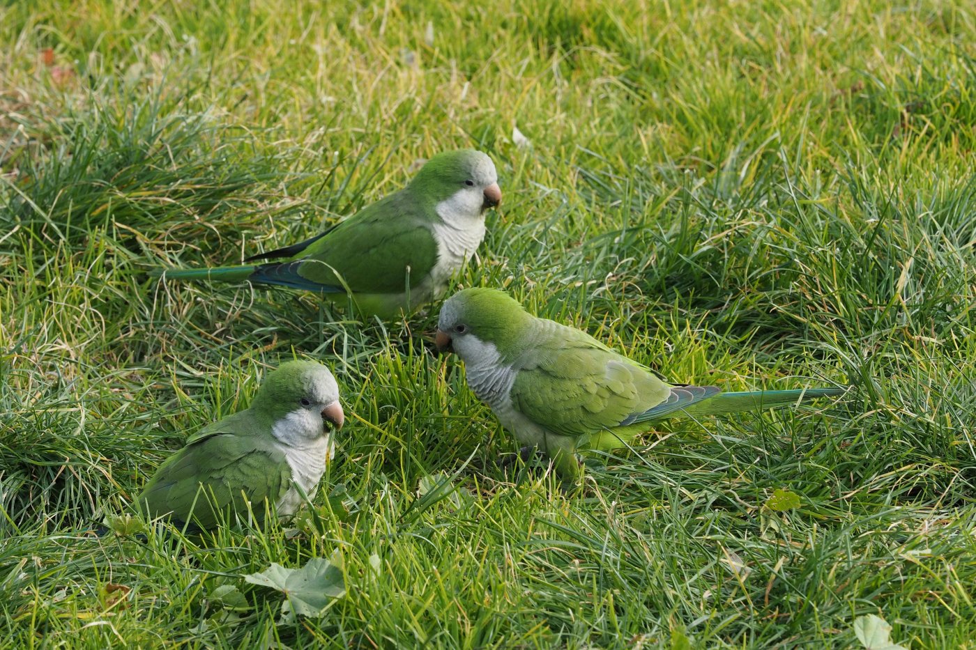 Un estudio de la Universidad de Cincinnati revela que las cotorras monje construyen sus amistades con un método cauteloso y gradual, similar al de los humanos. La estrategia, llamada "probar las aguas", minimiza riesgos y fortalece vínculos sociales. Foto: Pexels / Vito Giaccari.