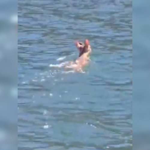 Agentes de la Politur escoltaron a un venado cola blanca que cruzaba las aguas del Lago de Coatepeque desde la Isla Teopán hacia Las Lajas. Foto: @PNCSV