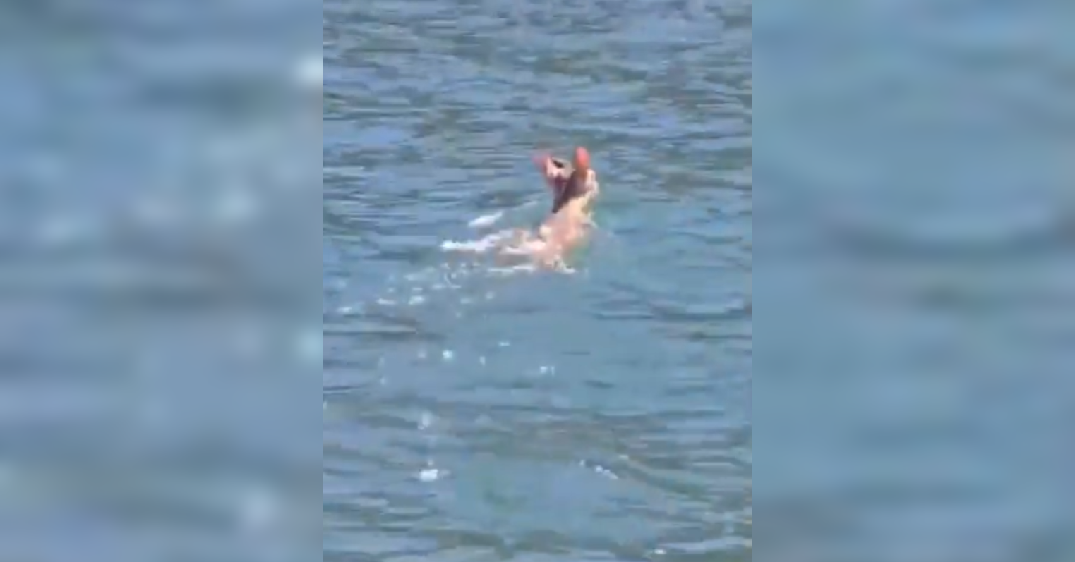 Agentes de la Politur escoltaron a un venado cola blanca que cruzaba las aguas del Lago de Coatepeque desde la Isla Teopán hacia Las Lajas. Foto: @PNCSV