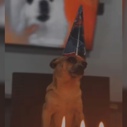 Perro Albo, el canino más viral de El Salvador, celebró su cumpleaños con pastel y gorrito, pero su fiesta se convirtió en reclamo al descubrir que no llegaron sus "perriñosas" ni su aguinaldo. El humor y la frustración se robaron el show. Foto: Cortesía.