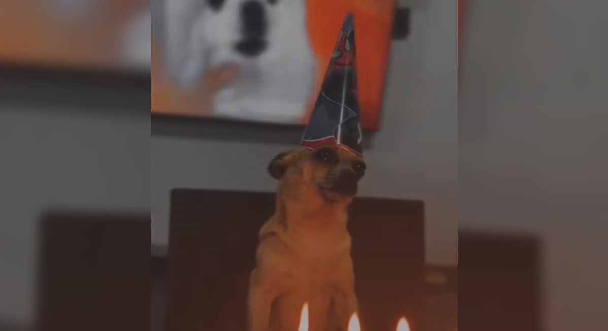 Perro Albo, el canino más viral de El Salvador, celebró su cumpleaños con pastel y gorrito, pero su fiesta se convirtió en reclamo al descubrir que no llegaron sus "perriñosas" ni su aguinaldo. El humor y la frustración se robaron el show. Foto: Cortesía.