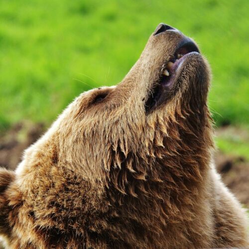 Los osos están cambiando su tamaño, genética y comportamiento debido a la presión humana y el cambio climático, desde Italia hasta el Ártico. Foto: Pexels.