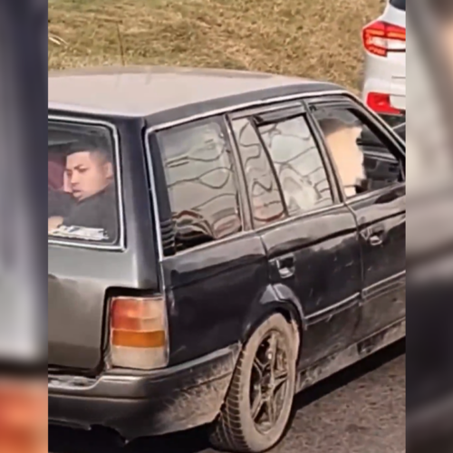 Un video viral muestra a una familia en mudanza donde el "consentido" resultó ser el perro, dejando a un joven apretado en la cajuela del auto. Foto: Cortesía.