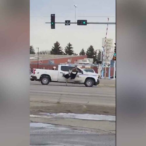Un oficial avestruz de la RCMP fue fotografiado sujetando al animal del cuello, el método instruido para acorralar a estas aves, en Brooks, Alberta, Canadá. Captura de pantalla / X