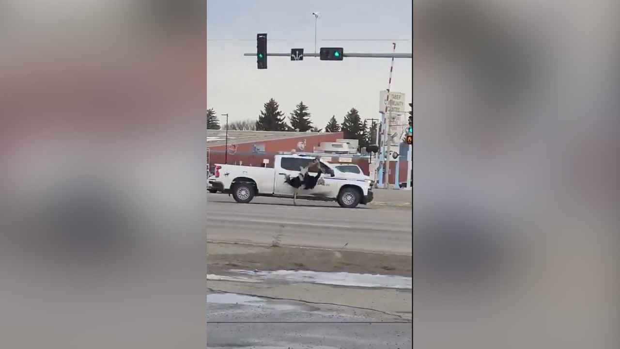 Un oficial avestruz de la RCMP fue fotografiado sujetando al animal del cuello, el método instruido para acorralar a estas aves, en Brooks, Alberta, Canadá. Captura de pantalla / X