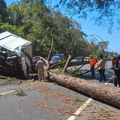 Un árbol de gran tamaño cayó sobre un camión en la carretera San Salvador-Sonsonate, bloqueando el paso y dejando a dos personas atrapadas. Equipos de rescate trabajan en el lugar. Foto: @PNCSV.
