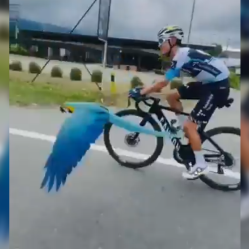 El ciclista colombiano Diego Pescador relata la emoción de ser seguido por una guacamaya en pleno entrenamiento: "Se me puso la piel de gallina". Foto: Cortesía.
