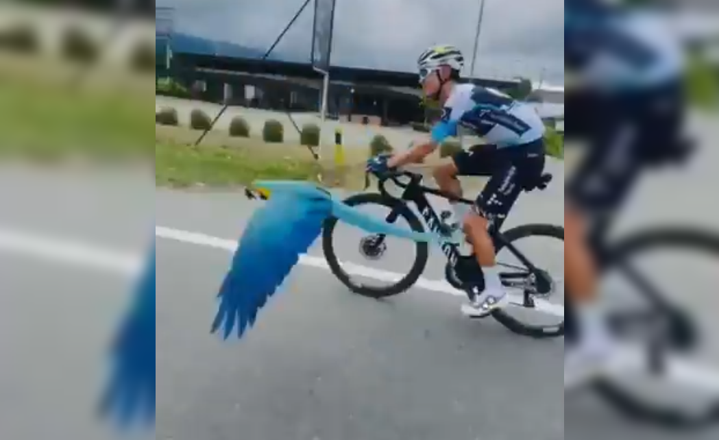 El ciclista colombiano Diego Pescador relata la emoción de ser seguido por una guacamaya en pleno entrenamiento: "Se me puso la piel de gallina". Foto: Cortesía.