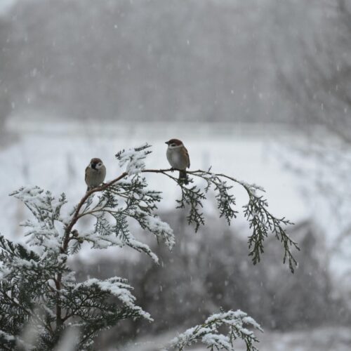 Un frente de frío extremo deja al menos 14 fallecidos y 850,000 hogares sin electricidad en EE. UU., con nevadas históricas y cancelaciones masivas de vuelos. Foto: Pexels / skyla.