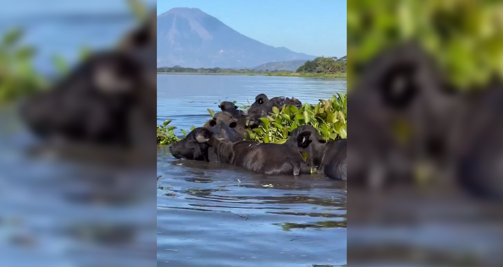 Visitantes avistaron una manada de búfalos de agua en la Laguna de Olomega, el mayor cuerpo de agua dulce de la zona oriental, un atractivo único en el país. Foto: Cortesía.