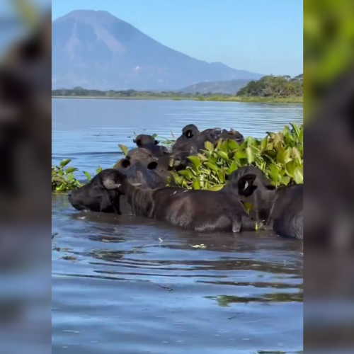 Visitantes avistaron una manada de búfalos de agua en la Laguna de Olomega, el mayor cuerpo de agua dulce de la zona oriental, un atractivo único en el país. Foto: Cortesía.