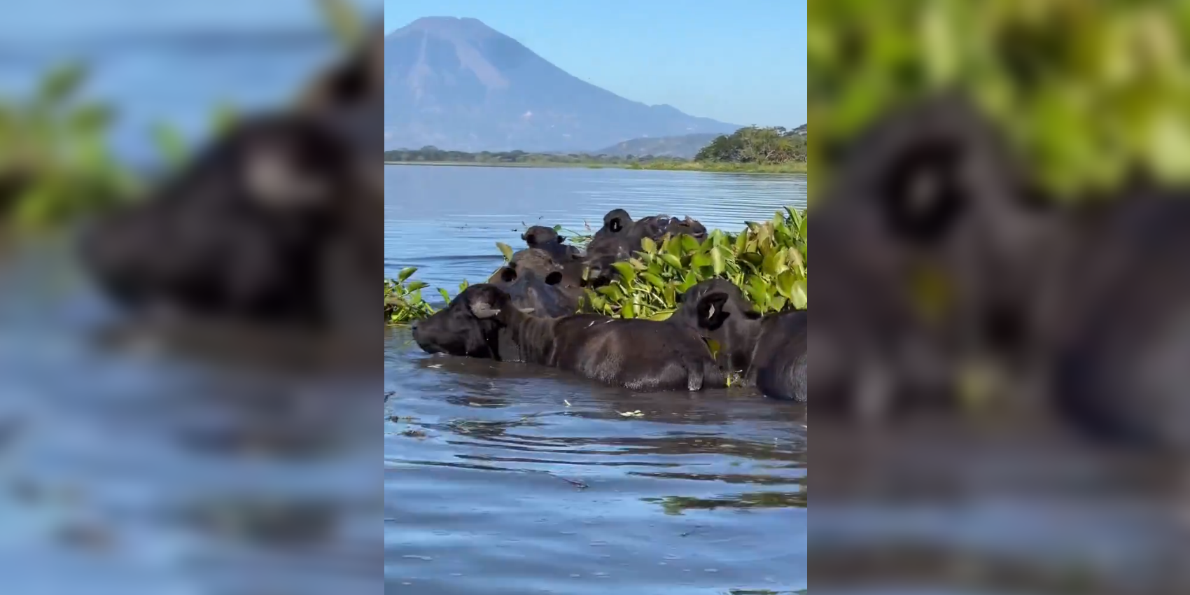 Visitantes avistaron una manada de búfalos de agua en la Laguna de Olomega, el mayor cuerpo de agua dulce de la zona oriental, un atractivo único en el país. Foto: Cortesía.