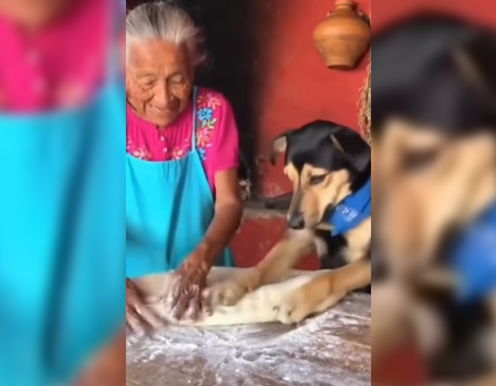 Un perrito salvadoreño se robó el corazón de las redes al ayudar a su abuelita a amasar pan francés. El video viral en TikTok muestra su disciplina y ternura. Foto: @wichitosvo.