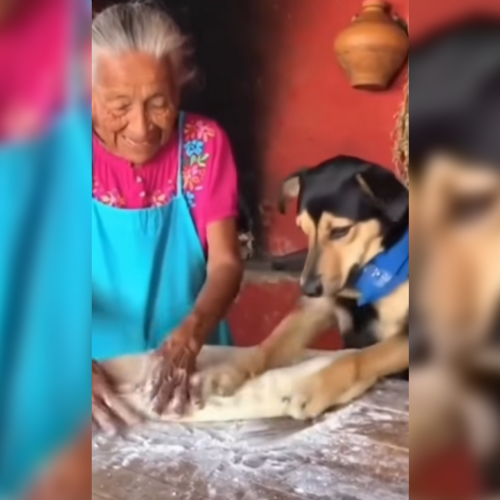 Un perrito salvadoreño se robó el corazón de las redes al ayudar a su abuelita a amasar pan francés. El video viral en TikTok muestra su disciplina y ternura. Foto: @wichitosvo.