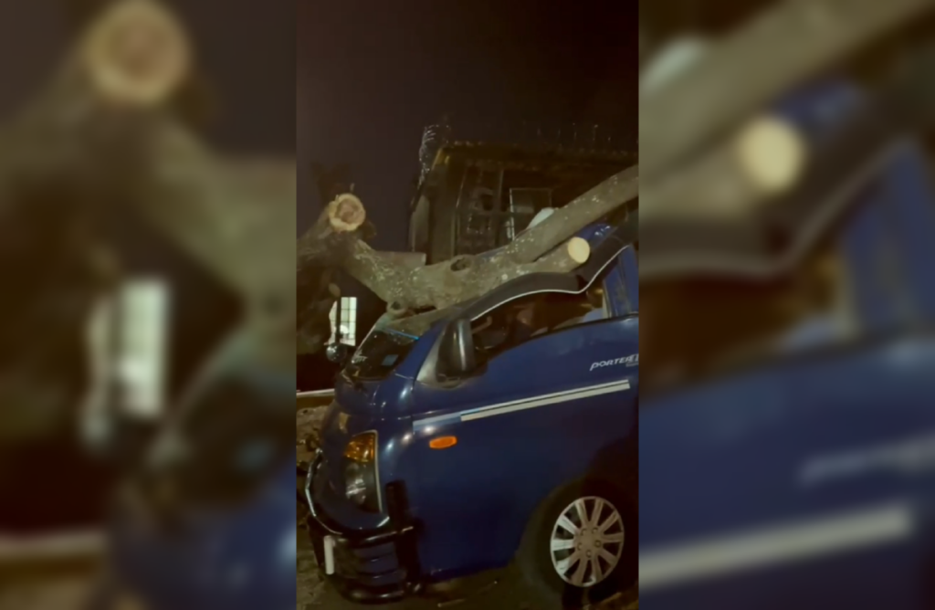 Un hombre de 82 años sufrió un preinfarto luego de que un árbol de aguacate cayera sobre su vehículo en San Salvador Centro por fuertes vientos. Foto: JJLópez.