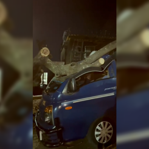 Un hombre de 82 años sufrió un preinfarto luego de que un árbol de aguacate cayera sobre su vehículo en San Salvador Centro por fuertes vientos. Foto: JJLópez.