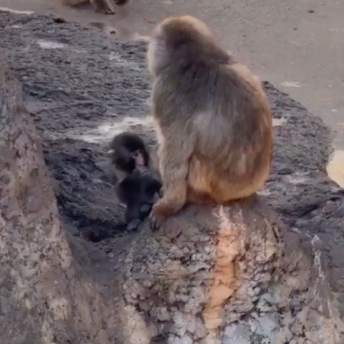 Conoce a #Punch, el macaco japonés que sobrevivió al rechazo materno gracias a un peluche de IKEA y hoy es un símbolo de resiliencia en el Zoológico de Ichikawa. Su historia inspiró al mundo. Foto: Cortesía.
