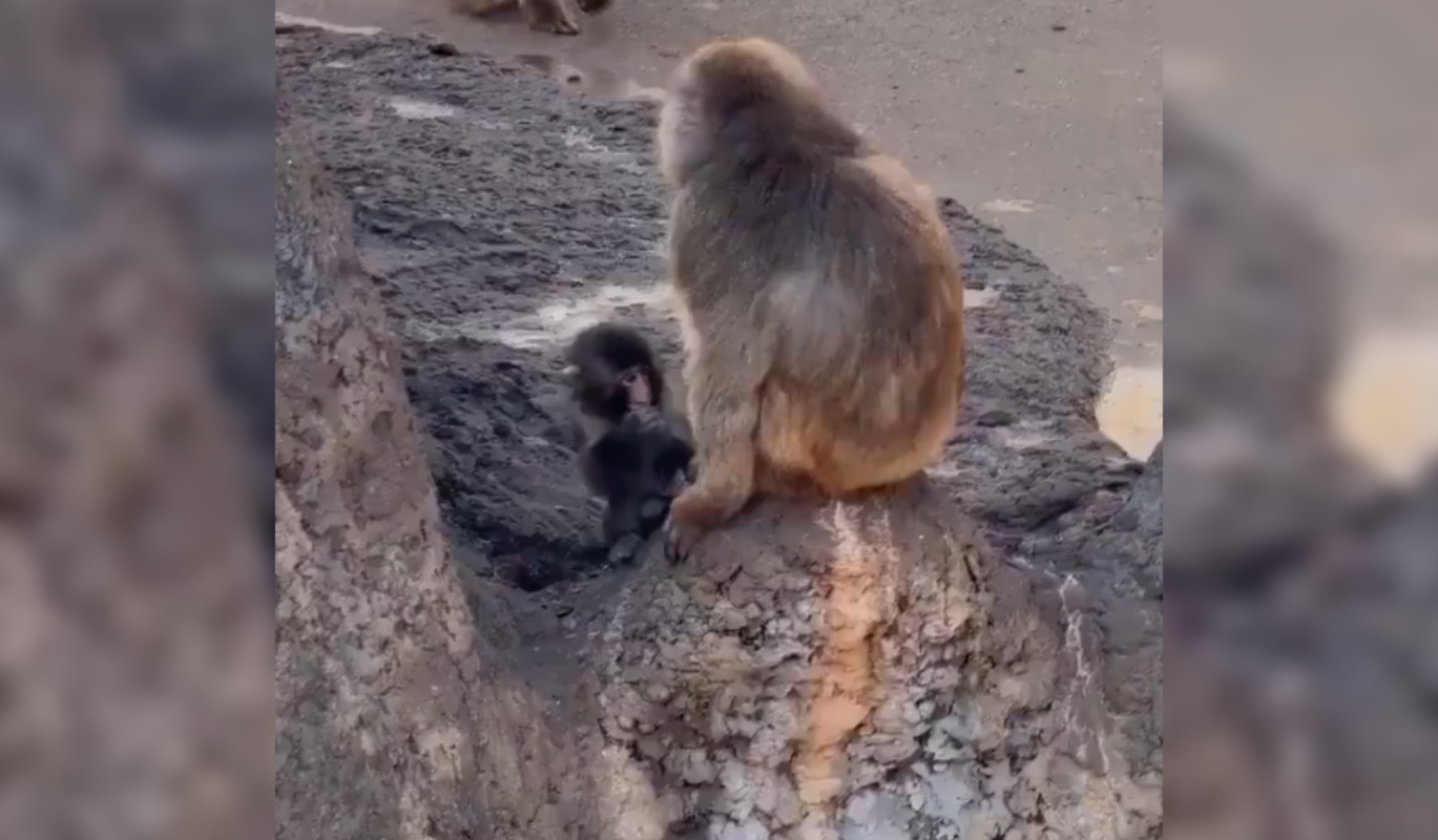 Conoce a #Punch, el macaco japonés que sobrevivió al rechazo materno gracias a un peluche de IKEA y hoy es un símbolo de resiliencia en el Zoológico de Ichikawa. Su historia inspiró al mundo. Foto: Cortesía.