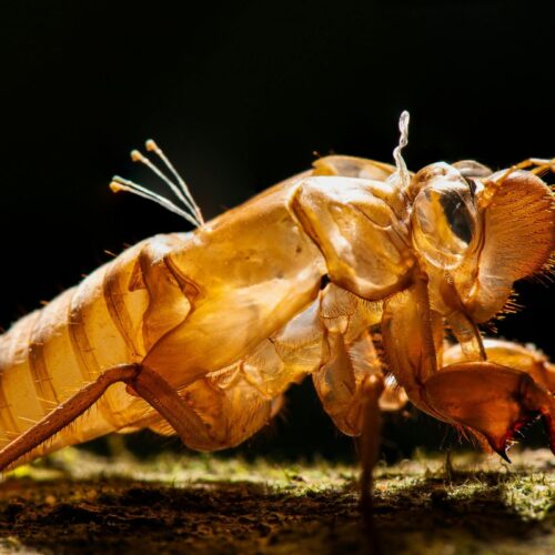 Expertos de la UES explican que el surgimiento de las #chicharras se debe a la humedad de la tierra y no a causas religiosas. Un fenómeno natural que marca la transición estacional. Foto: Pexels / Natapong Janklab.